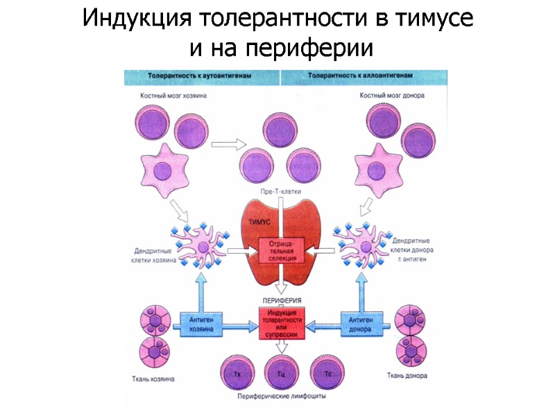 Индукция толерантности в тимусе  и на периферии